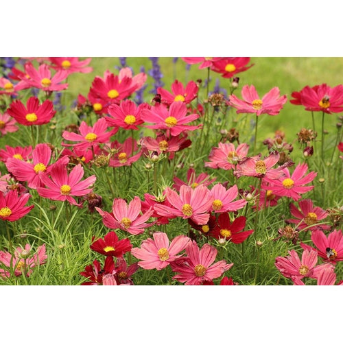 COSMOS 'Dazzler Red' seeds