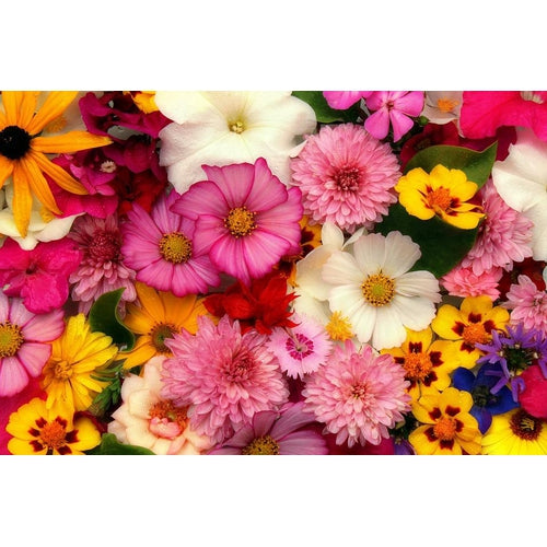 COTTAGE GARDEN MIX - Flower seeds