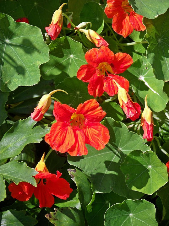 NASTURTIUM 'Empress of India' seeds