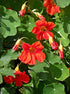 NASTURTIUM 'Empress of India' seeds