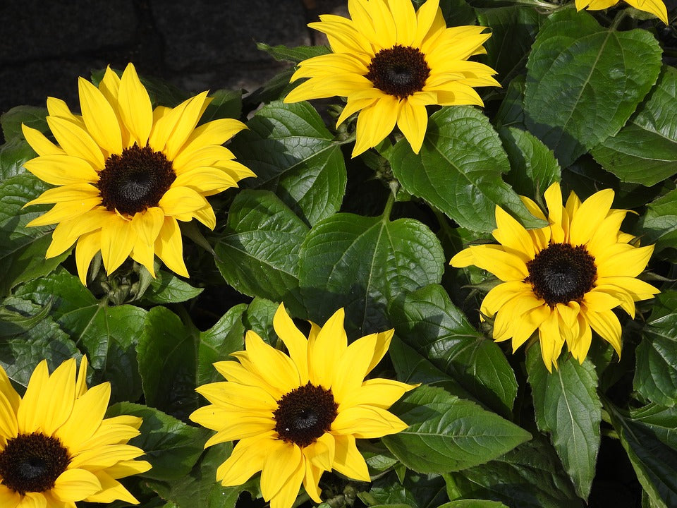 SUNFLOWER 'Dwarf Sunsation' seeds