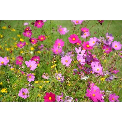 COSMOS 'Versailles Mixed' seeds