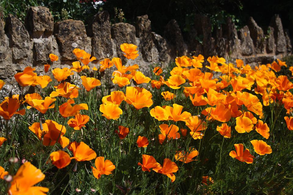 CALIFORNIAN POPPY 'Aurantiaca Orange' seeds