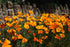 CALIFORNIAN POPPY 'Aurantiaca Orange' seeds