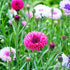 CORNFLOWER 'Red Ball' seeds