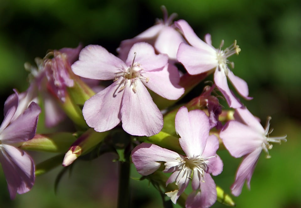 SOAPWORT 'Pink Beauty' / Wang Bu Liu Xing / SAPONARIA seeds