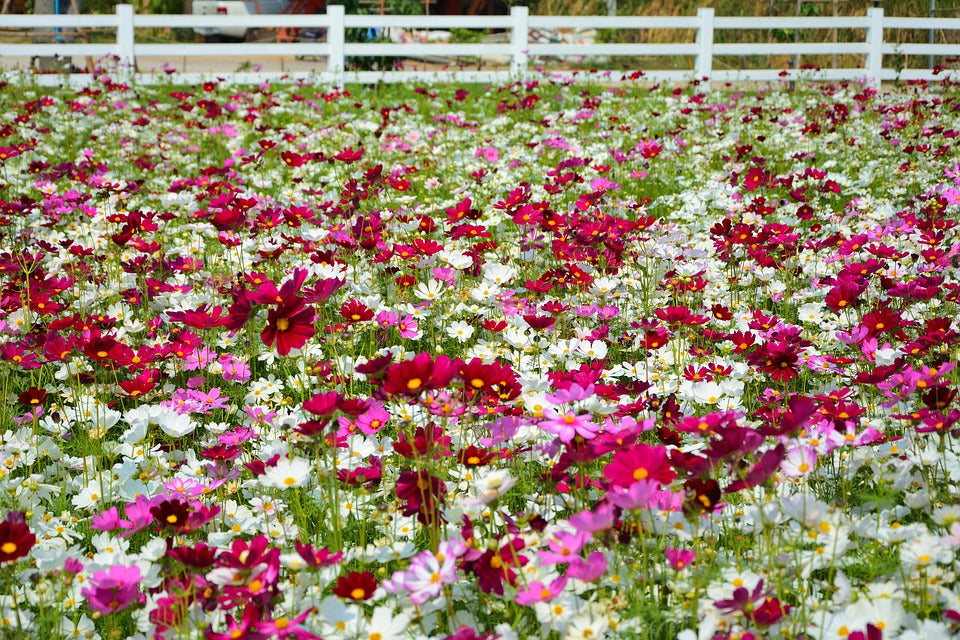 COSMOS 'Sensation Mixed Dwarf' seeds