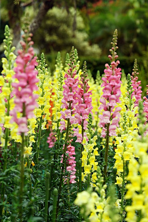 SNAPDRAGON 'Tall Tetra Mix' seeds