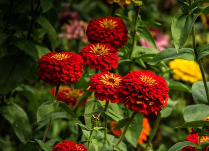 ZINNIA 'Meteor' seeds