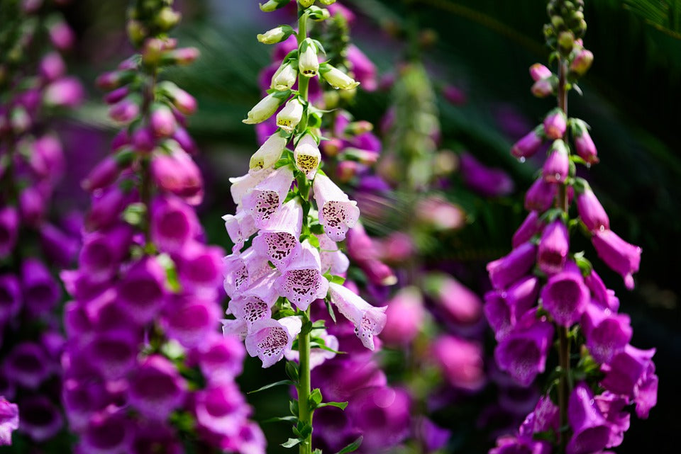 FOXGLOVE 'Excelsior Mix' seeds