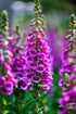 FOXGLOVE 'Excelsior Mix' seeds