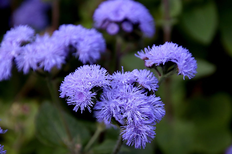 AGERATUM 'Growers Market Blue' seeds