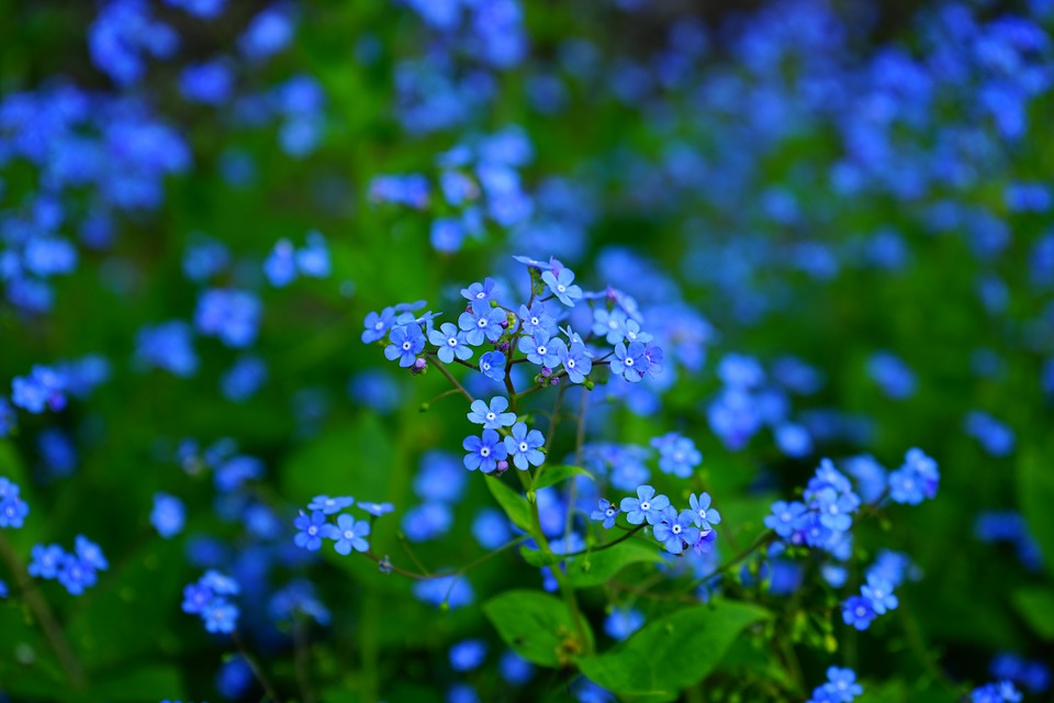 FORGET ME NOT Wholesale Gift Pack seeds