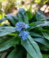 FORGET ME NOT 'Indigo Blue' seeds