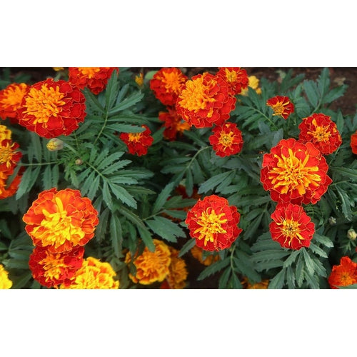 MARIGOLD 'Tiger Eyes' - Boondie Seeds