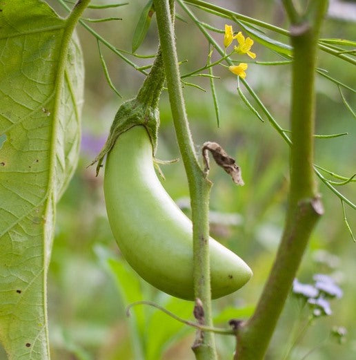 EGGPLANT 'Thai Long Green' seeds