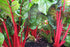 SILVERBEET 'Ruby Chard'*ORGANIC* seeds