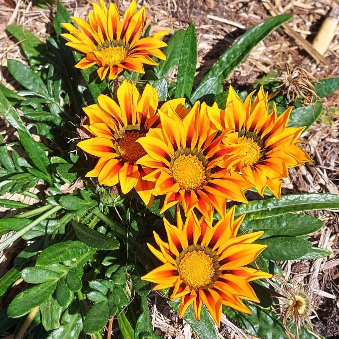 GAZANIA 'Sunshine Hybrids Mix' seeds