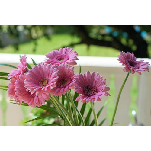 GERBERA 'Single Flowered Hybrids Mix' seeds