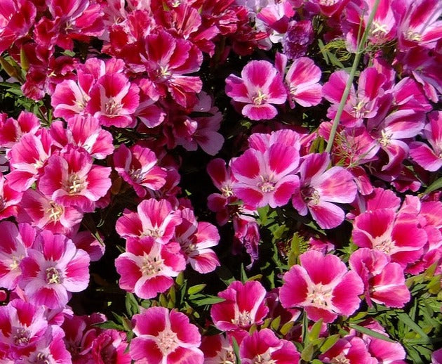 Godetia 'Rembrant' / Clarkia amoena / Azaleaflora seeds