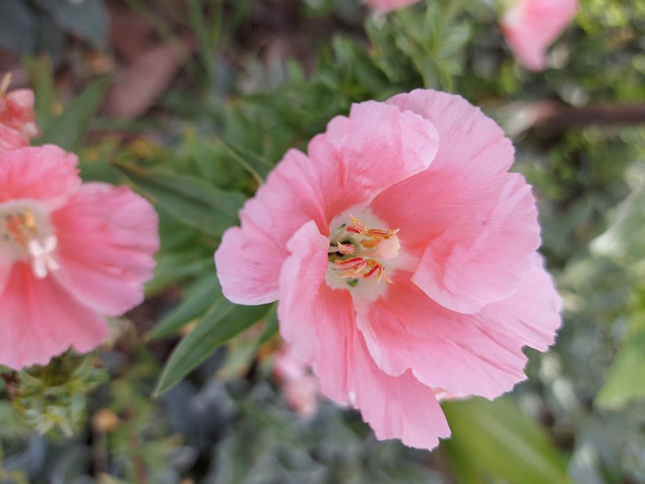 Godetia 'Sybil Sherwood' / Clarkia amoena / Azaleaflora seeds