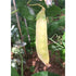 PEA 'Golden Podded' *ORGANIC* - Boondie Seeds