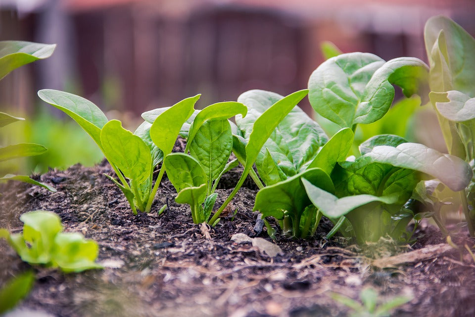 SPINACH ENGLISH 'Giant Noble' seeds