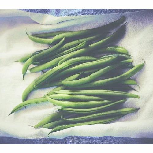 BEAN 'Blue Lake' 25 seeds - Boondie Seeds