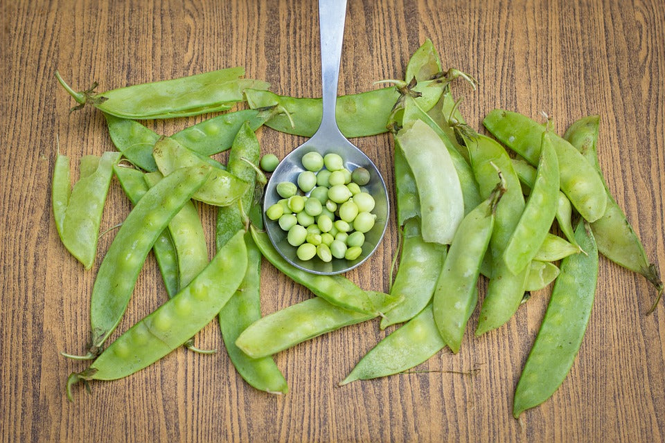 SNOW PEA 'Oregon Giant' Bush Plant seeds