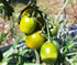 TOMATO CHERRY 'Green Grape' *DWARF* seeds