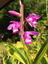 GROUND ORCHID Pink - Bletilla striata - *Corm / Plant*