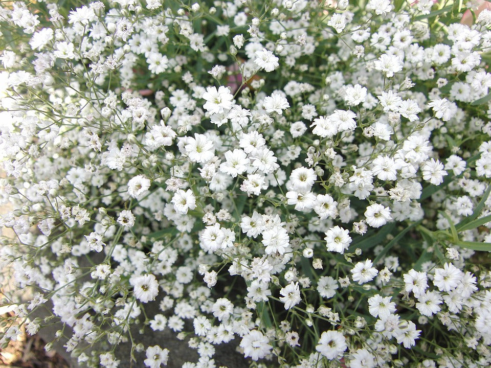 BABY'S BREATH gypsophila 'Covent Garden White' seeds