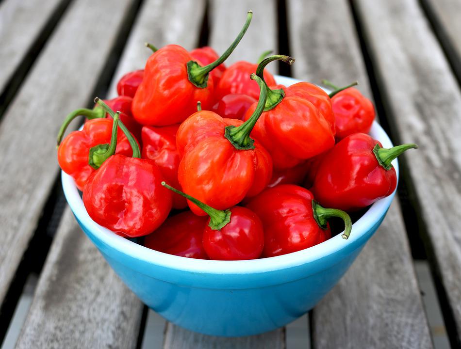 CHILLI 'Habanero Red' seeds