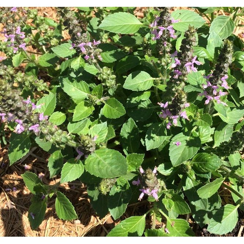 BASIL 'Holy Green' / Tulsi - Boondie Seeds