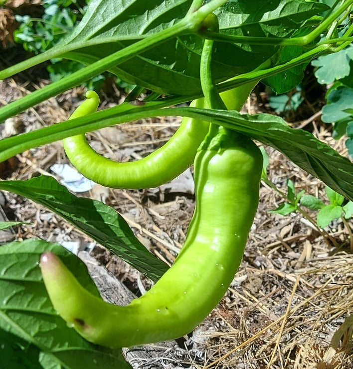 CHILLI 'Hungarian Hot Wax' seeds