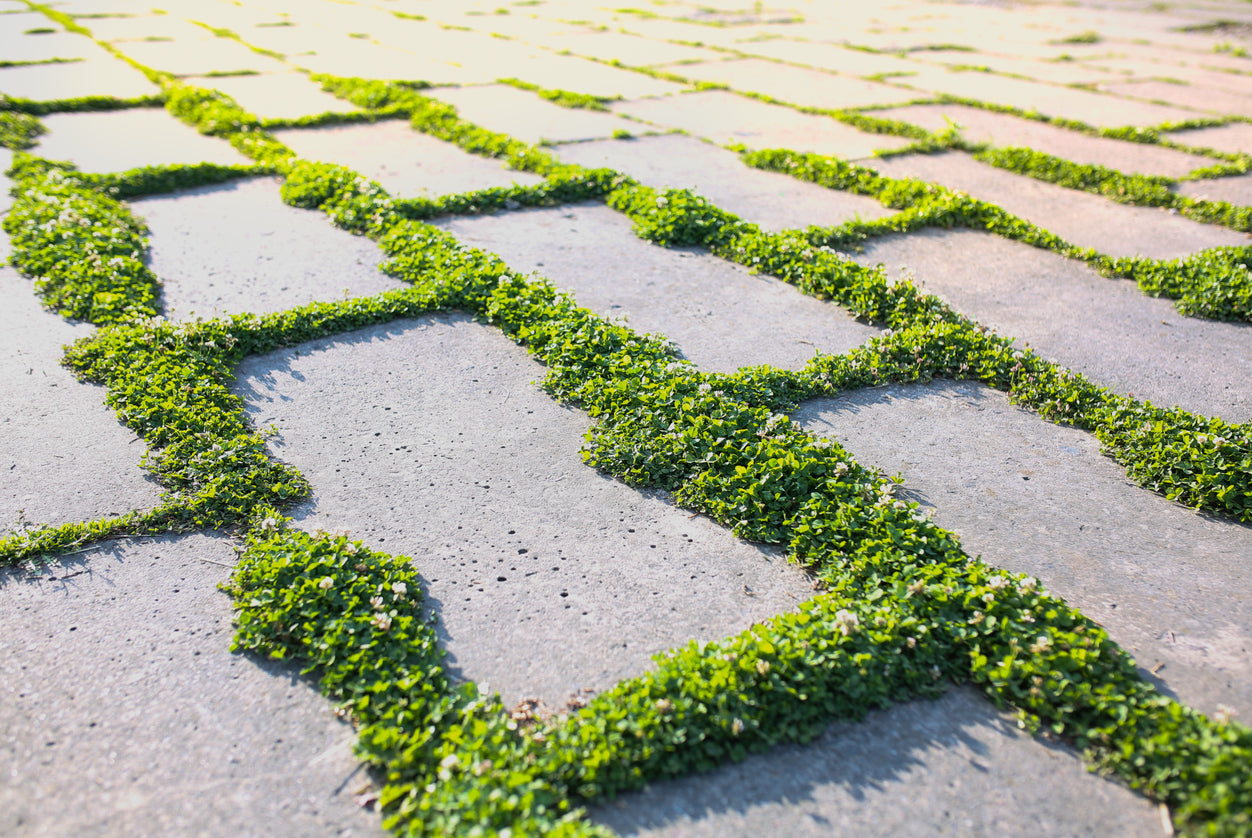 Dichondra repens / NATIVE Lawn Grass seeds / Walkable NO MOW lawn