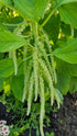 AMARANTH 'Love Lies Bleeding Green' / Foxtail amaranth / Tassel Flower seeds