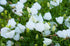 CAMPANULA / WHITE TUSSOCK BELLFLOWER seeds