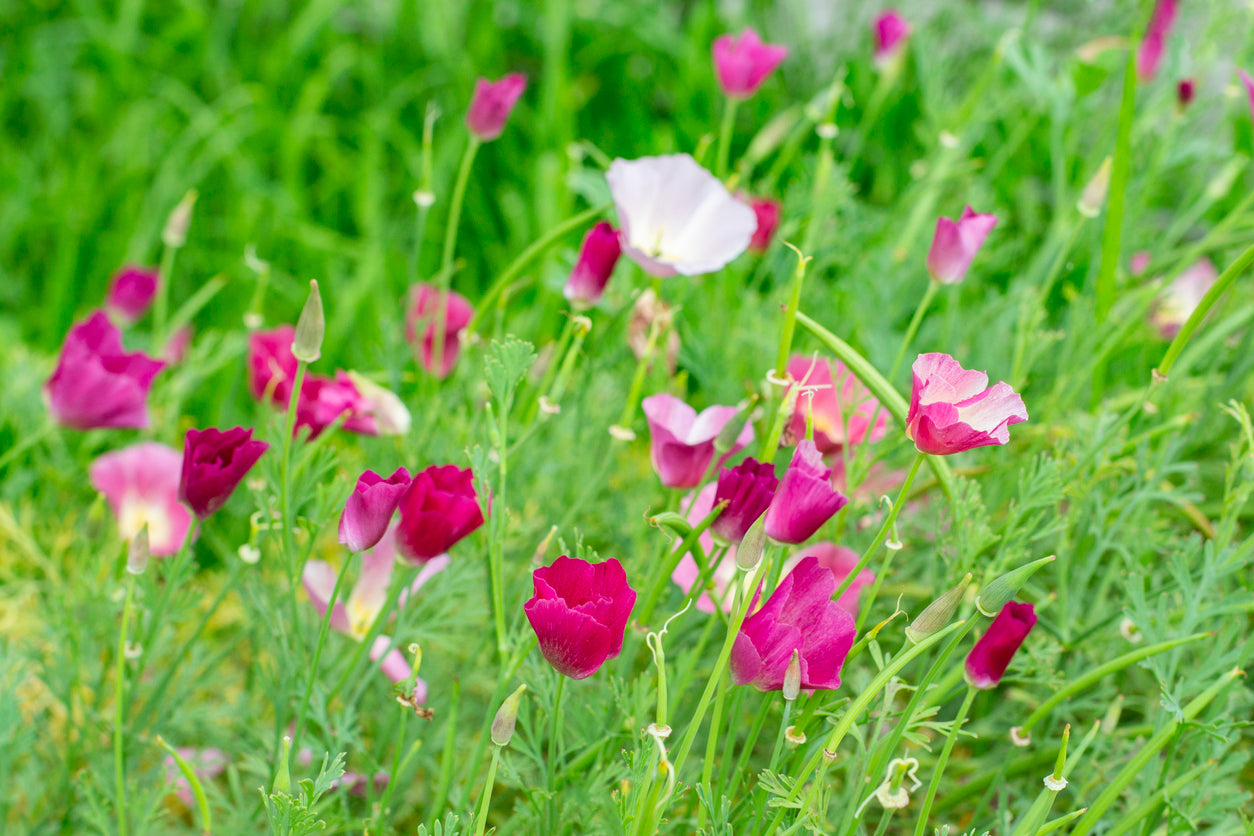 CALIFORNIAN POPPY 'Carmine King' seeds