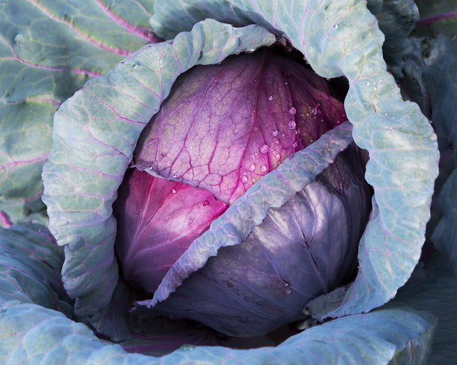 CABBAGE 'Red Acre' seeds