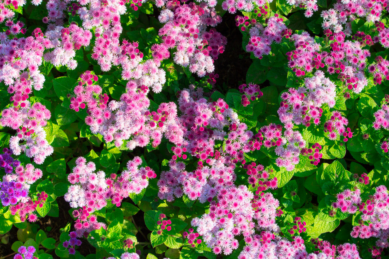 AGERATUM 'Pink Ball' seeds