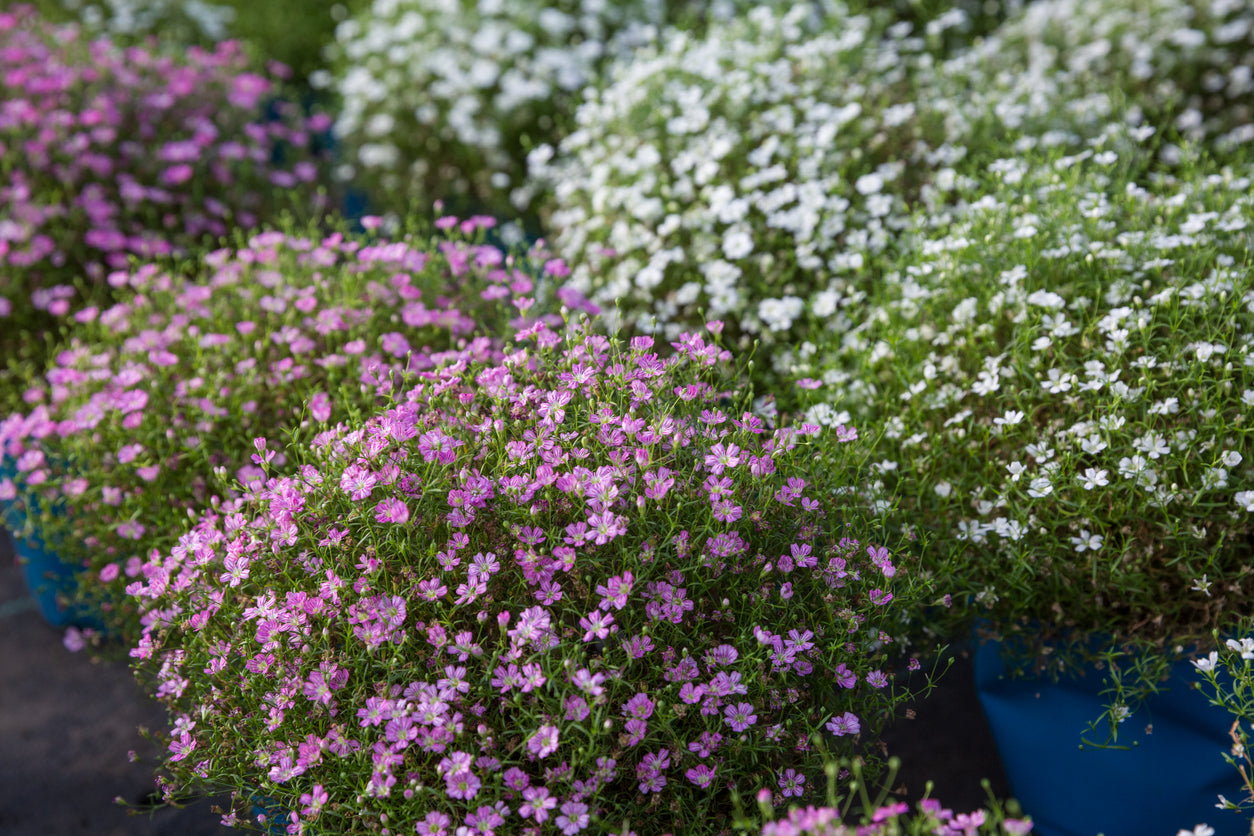 BABY'S BREATH / GYPSOPHILA 'Mix' seeds