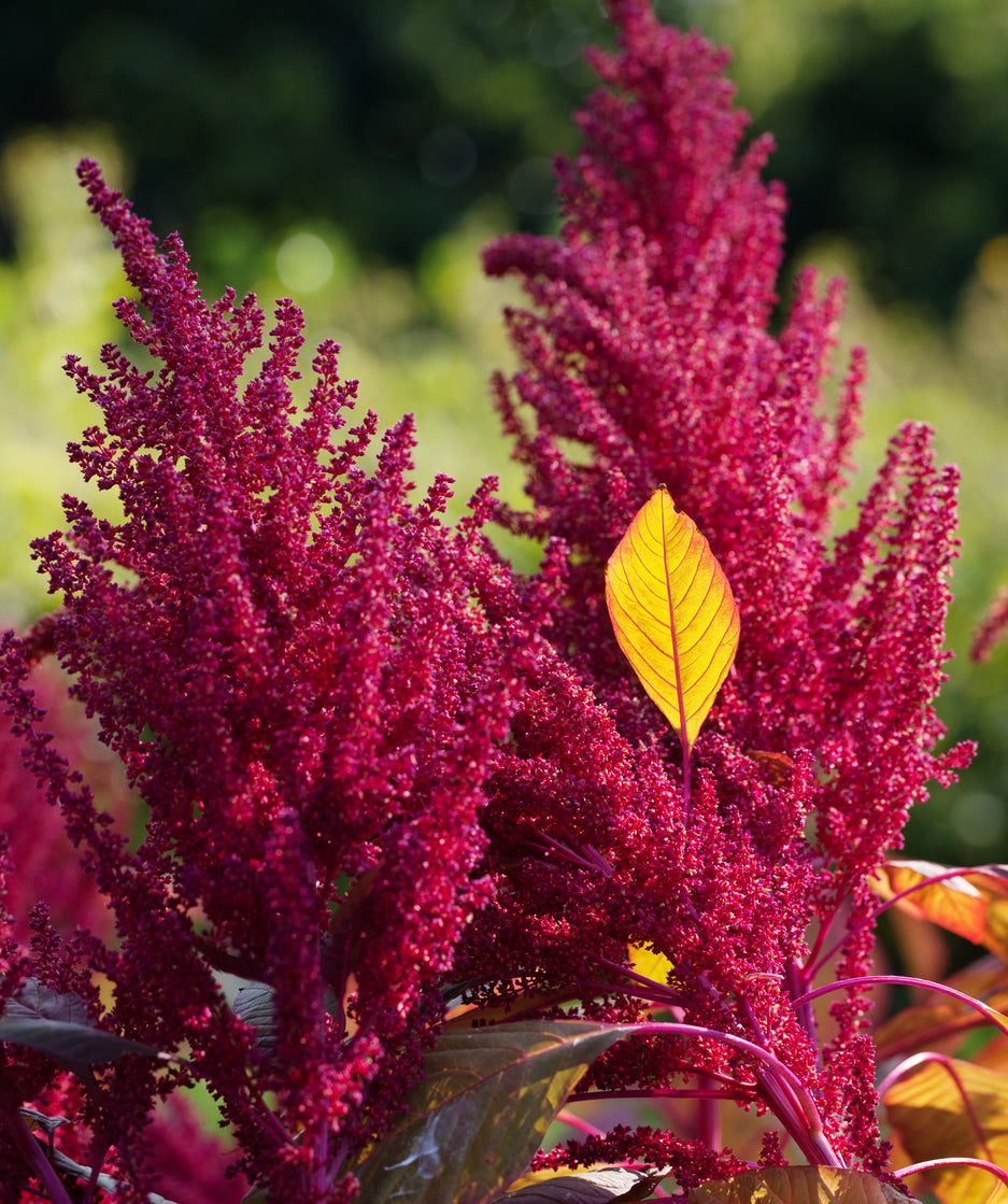 AMARANTH 'Red Garnet' / Red Leaf seeds