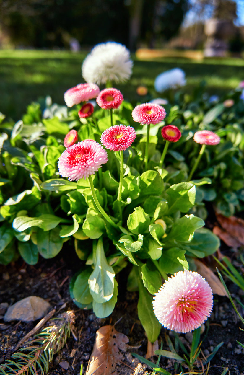 ENGLISH DAISY / Bellis perennis ' Monstrosa Mix' seeds