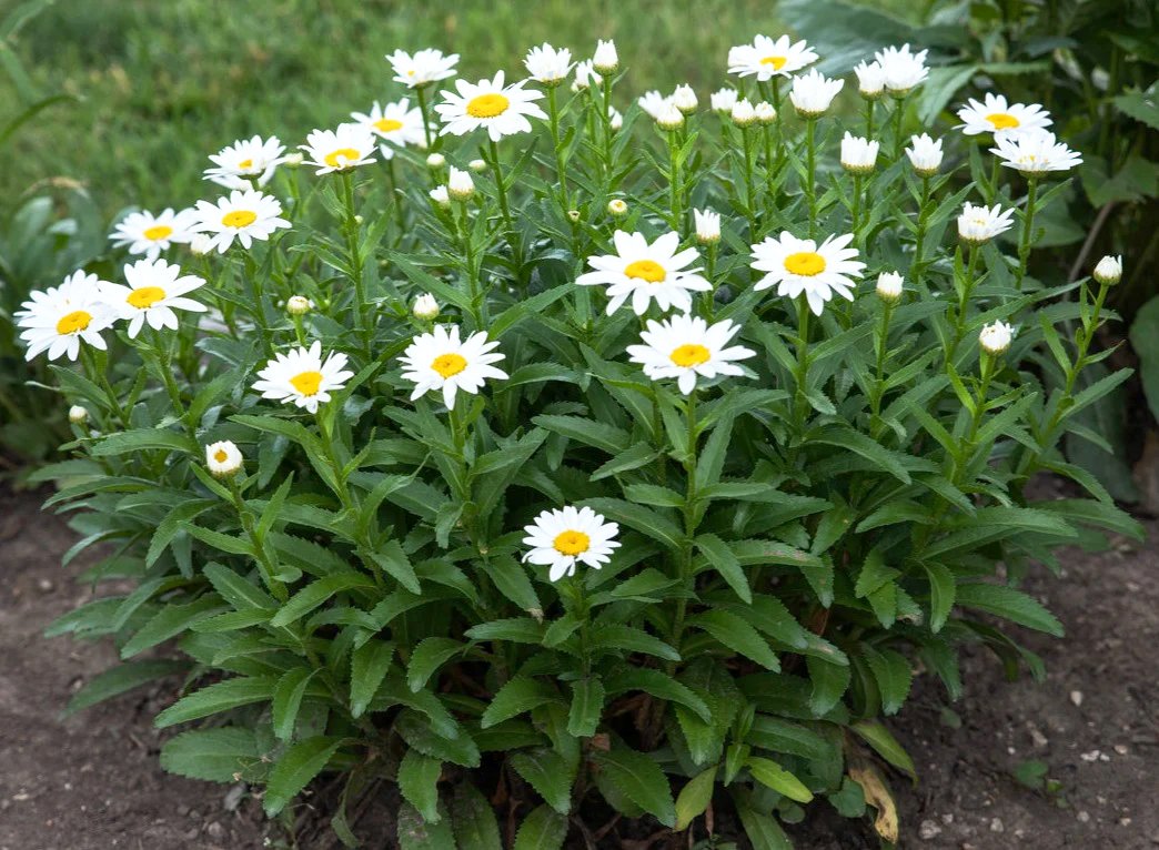 SHASTA DAISY seeds