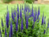 VERONICA 'Blue Shades' / Spiked speedwell seeds