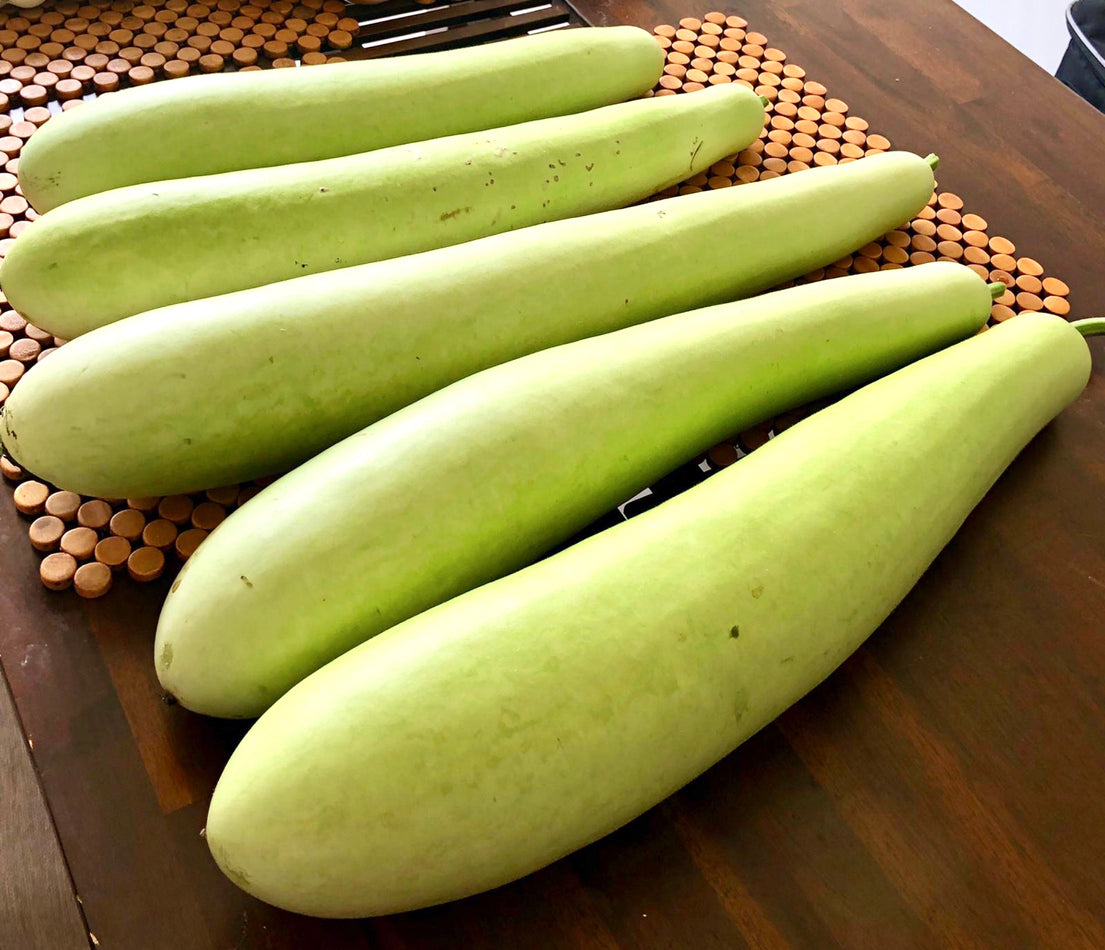 NEW GUINEA BEAN / Doodhi / Italian edible gourd / Lauki / Cucuzza seeds