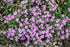 ROCK SOAPWORT 'Rose Pink' / SAPONARIA seeds