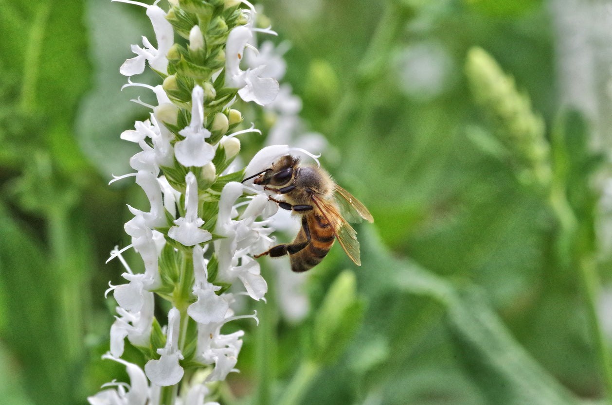 SALVIA hispanica / CHIA 'White seeded' seeds