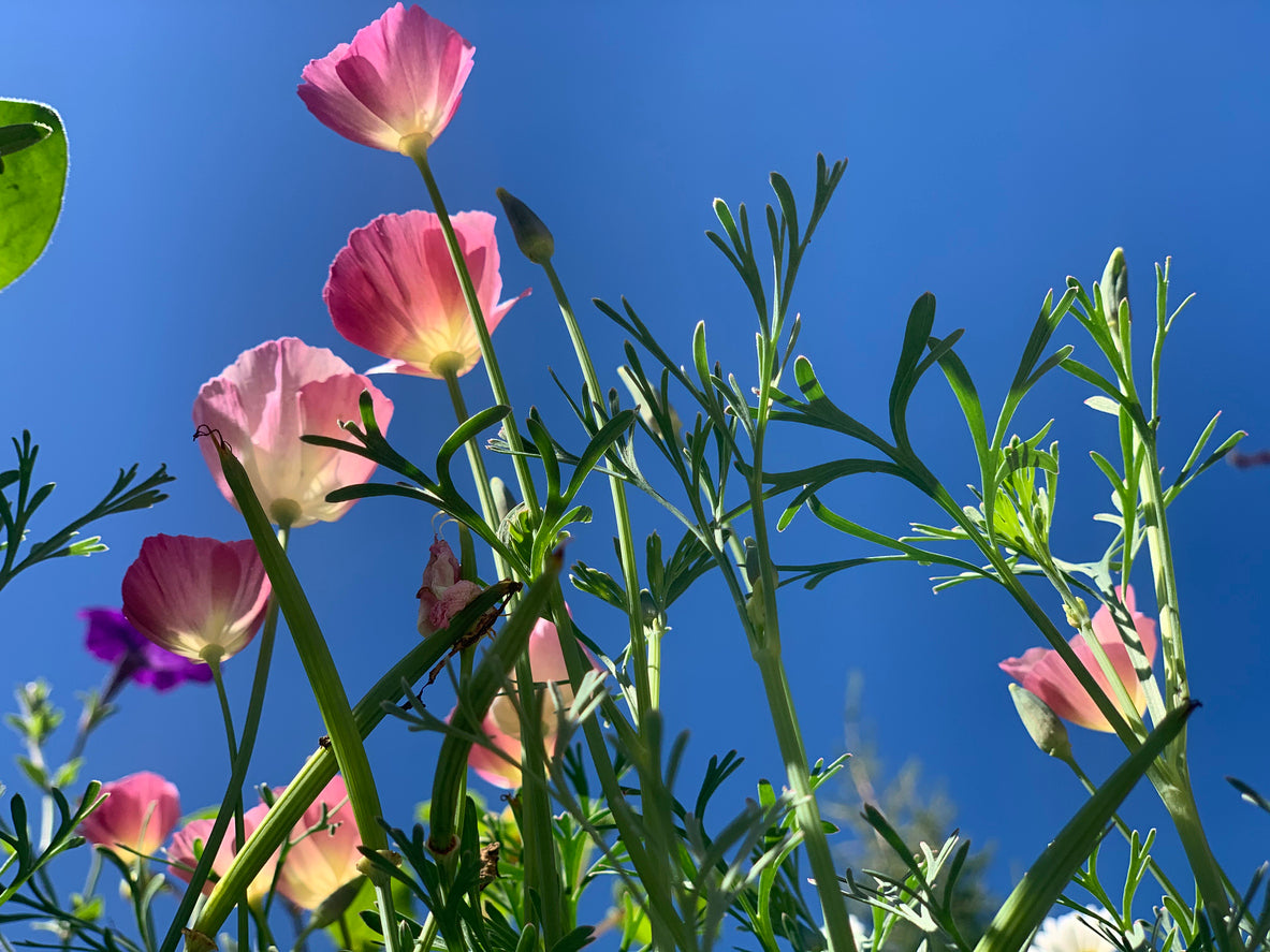 CALIFORNIAN POPPY 'Purple Gleam' seeds